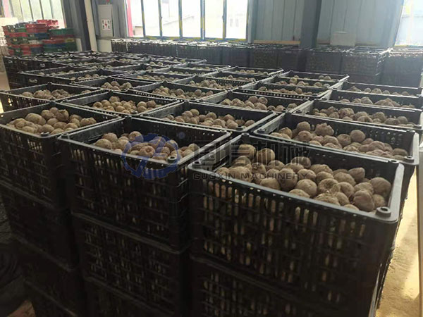 Myanmar konjac drying work site