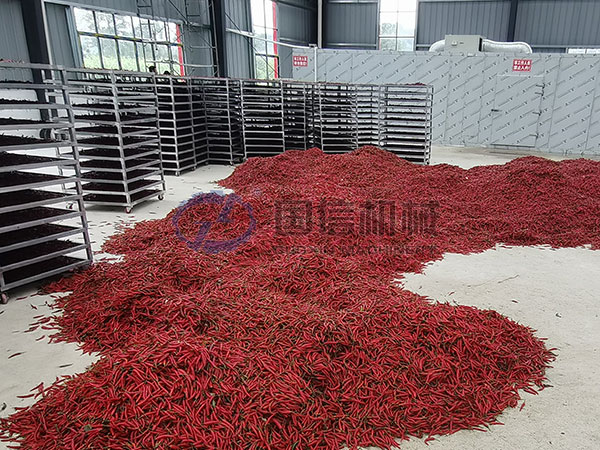 Indian chili drying site