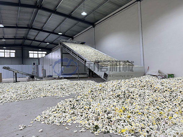 Chinese chrysanthemum drying customer site